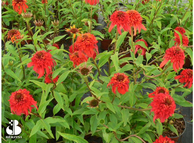 Echinacea   'Hot Papaya'